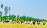 কৃষকের ধান কেটে ঘরে তুলে দিলো নোবিপ্রবি ছাত্রলীগ