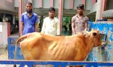 সুবর্ণচরে চোরাই গরু সহ আটক ৩