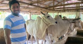 চাকরি ছেড়ে সফল গরুর খামারি ইঞ্জিনিয়ার কামরুল
