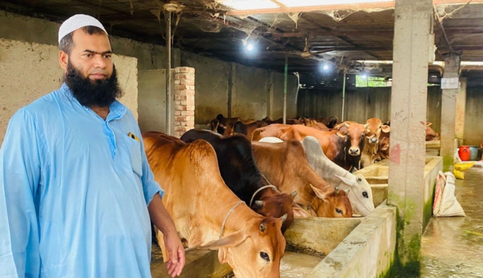 ৫ বছরেও মেলেনি ইতালির ভিসা, গরুর খামারে মিলল সফলতা