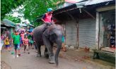 চাটখিলে হাতি দিয়ে চাঁদাবাজি, অতিষ্ট ব্যবসায়ী ও যানবাহন