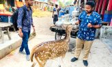 পর্যটকদের খেলার সাথী মায়াবী হরিণ ‘বিজলী’