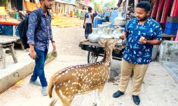 পর্যটকদের খেলার সাথী মায়াবী হরিণ ‘বিজলী’