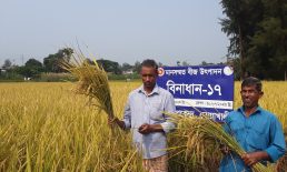 সুবর্ণচরে বিনাধান-১৭ সম্প্রসারনে মাঠ দিবস