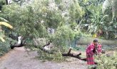 ঘূর্ণিঝড় মিধিলি : সড়কে গাছ পড়ে যান চলাচল বন্ধ, বিদ্যুৎ সংযোগ বিচ্ছিন্ন