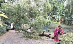 ঘূর্ণিঝড় মিধিলি : সড়কে গাছ পড়ে যান চলাচল বন্ধ, বিদ্যুৎ সংযোগ বিচ্ছিন্ন
