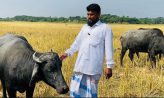 কৃষিতে মাসে লাখ টাকা আয় করেন হাতিয়ার আরিফ