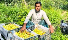 দাদপুরে কুল চাষে ওমান প্রবাসী আনোয়ারের বাজিমাৎ
