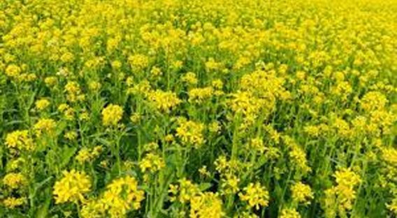 সুবর্ণচরে এক বছরে সরিষার আবাদ বেড়েছে ৫ গুণ