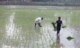 ইরিবোরো চাষের ধুম : সার-শ্রমিকের চড়াদামে দিশাহারা চাষিরা