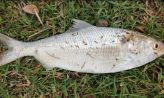 কোম্পানীগঞ্জে পুকুরে ধরা পড়ল রুপালী ইলিশ