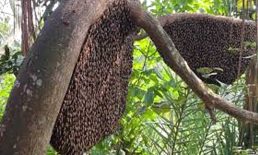 দুই মৌচাক থেকে মামুনের বছরে আয় ৫০ হাজার টাকা