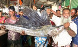 হাতিয়ার মেঘনা নদীতে ধরা পড়ল ২ টি পাখি মাছ