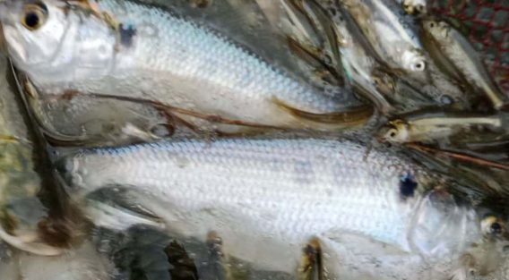 হাতিয়াতে পুকুরে ধরা পড়ল ১০ রুপালি ইলিশ