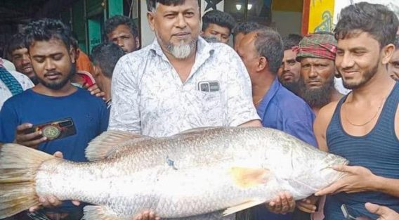 ১৬ কেজির কোরাল বিক্রি হলো ২০ হাজার টাকায়