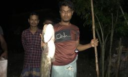 কৃষকের টেঁটায় বিঁধলো সাড়ে ৪ কেজির বোয়াল