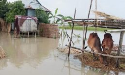 বন্যায় নোয়াখালীতে প্রাণিসম্পদের ক্ষতি সোয়া ৮ কোটি টাকা