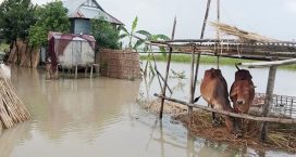 বন্যায় নোয়াখালীতে প্রাণিসম্পদের ক্ষতি সোয়া ৮ কোটি টাকা