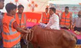 বন্যায় গবাদিপশুর ব্যাপক ক্ষতি, চিকিৎসাসেবা দিচ্ছে এসডিআই