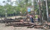 চেয়ারম্যানের বিরুদ্ধে ইউনিয়ন কার্যালয়ের গাছ বিক্রির অভিযোগ