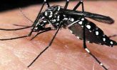 ডেঙ্গুতে আরও দুইজনের মৃত্যু, শনাক্ত ১২১৮