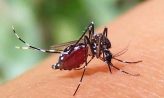 একদিনে ডেঙ্গুতে ৬ জনের মৃত্যু, হাসপাতালে ১০৮৩