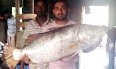 হাতিয়ায় জেলের জালে ধরা পড়ল ২০ কেজির কোরাল