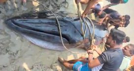 হাতিয়া মেঘনার ডুবোচরে ভেসে এলো বিশালাকৃতির তিমি