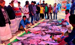 পৌষ সংক্রান্তিতে সেনবাগে মাছের মেলা