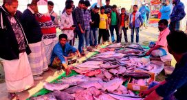 পৌষ সংক্রান্তিতে সেনবাগে মাছের মেলা