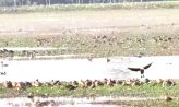 বিশ্ববিদ্যালয় ময়না দ্বীপে পাখিরা স্বাধীন, ওড়ে নির্ভয়ে