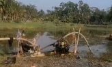 চাটখিলে অবৈধ মাটির ব্যবসায়ীরা বেপরোয়া, কৃষি জমির ব্যাপক ক্ষতি