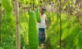 দুশ্চিন্তায় কৃষক মাচায় ঝুলছে লাউ, ক্রেতা নেই