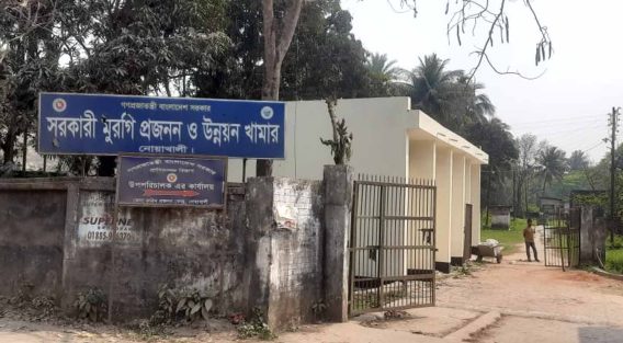 সরকারী খামারে মুরগি নেই ৩০ লাখ টাকার খাবার গেলো কই?