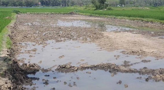 সোনাইমুড়ীর ফসলি জমিতে মাটিখেকোদের থাবা