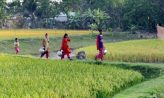 সুবর্ণচরে বোরো চাষে গিলছে ভূগর্ভের পানি, জনজীবনে হাহাকার