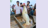 মেঘনায় জেলের জালে ধরা পড়েছে ২৫ কেজির বিশাল কোরাল মাছ