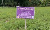 জেলার চরাঞ্চলে অপার সম্ভাবনার ফসল বারি চীনাবাদাম-৮