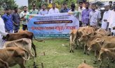 হাতিয়ায় ১৬ জেলের মাঝে বকনা বাছুর বিতরণ