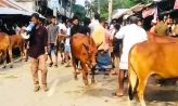 কোম্পানীগঞ্জে সব প্রধান সড়কে গরু বাজার, চরম জনদুর্ভোগে স্থানীয়রা