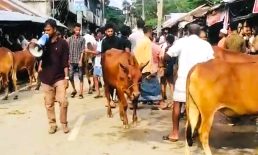 কোম্পানীগঞ্জে সব প্রধান সড়কে গরু বাজার, চরম জনদুর্ভোগে স্থানীয়রা