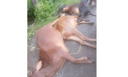 সুবর্ণচরে গরুবোঝাই গাড়ি পুকুরে : ৩ গরুর মৃত্যু
