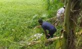 সোনাইমুড়িতে বস্তাবন্দী ‘লাশ’ আতঙ্ক: খাল থেকে উদ্ধার হলো মৃত গরু!