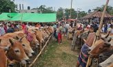 সড়কে গবাদিপশু, প্রশাসনের ইজারা বাণিজ্যে সোনাইমুড়ীতে জনদুর্ভোগ