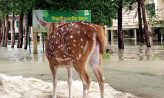 নিঝুমদ্বীপে জোয়ারে লোকালয়ে বন্য হরিণ