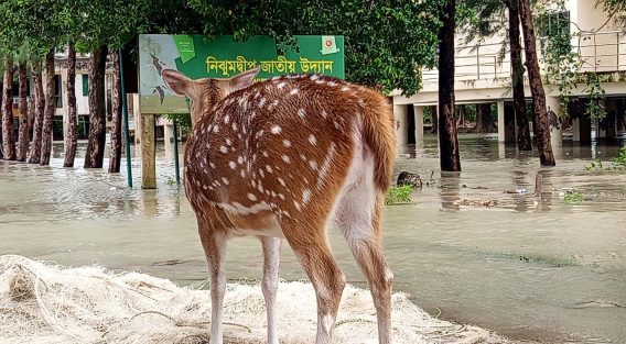 নিঝুমদ্বীপে জোয়ারে লোকালয়ে বন্য হরিণ