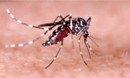 ডেঙ্গু জ্বর সম্পর্কে ১০টি তথ্য জেনে নিন