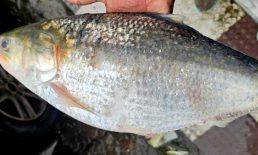 ৮০ পিস ইলিশ বিক্রি হলো দুই লাখ ১৯ হাজার টাকায়