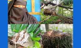 সুবর্ণচরে গাছ কাটার অভিযোগ