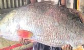 হাতিয়ায় ধরা পড়লো ২৮ কেজির কোরাল, সাড়ে ৪১ হাজারে বিক্রি